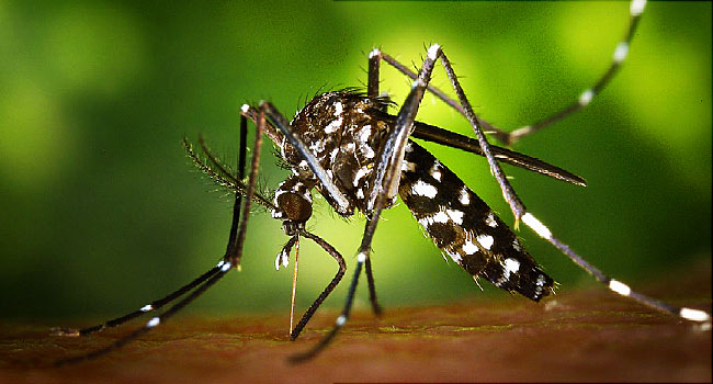 650x350 aedes albopictus mosquito