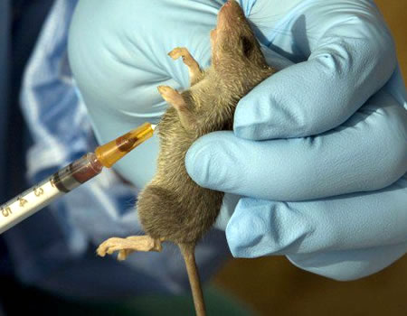 Lassa fever