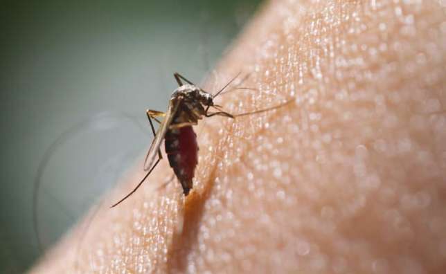 Malaria drug may help in cancer fight early research finds