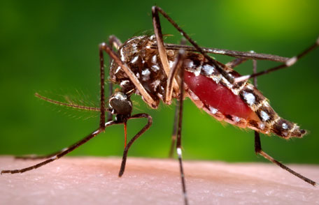 Mosquito distributes malaria1