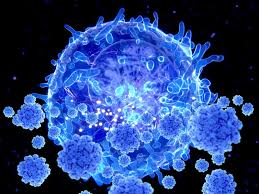 T cells