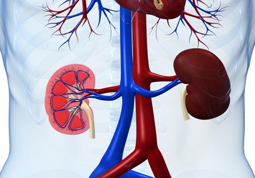 diagram of kidneys