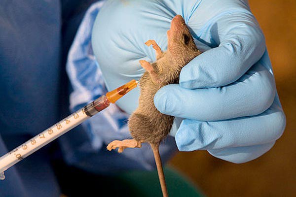 lassa fever 2