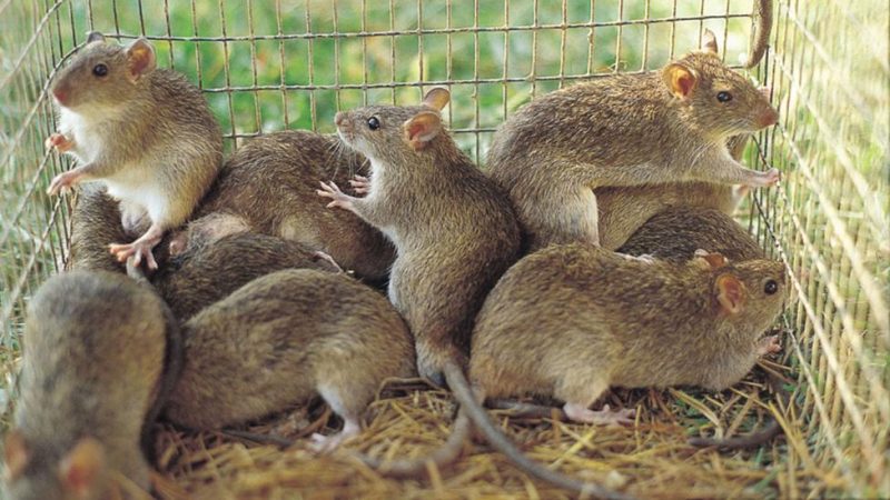 lassa fever