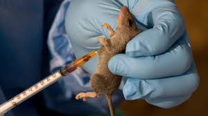 lassa fever lagos