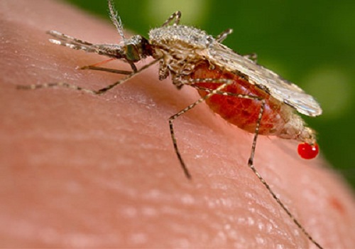 malaria1