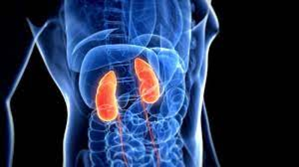 Too much protein intake can damage kidneys, dietician warns