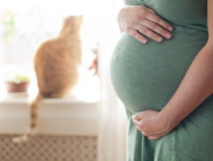 Cat faeces can cause miscarriage, stillbirth -Physician