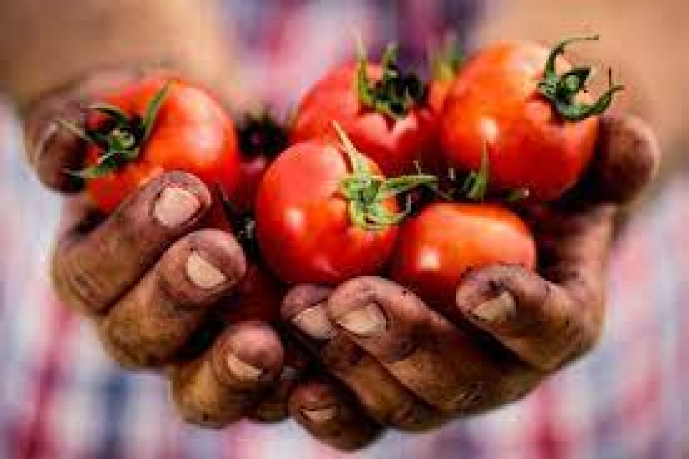 World food safety day: Eat right to fight diseases, NAFDAC tells Nigerians