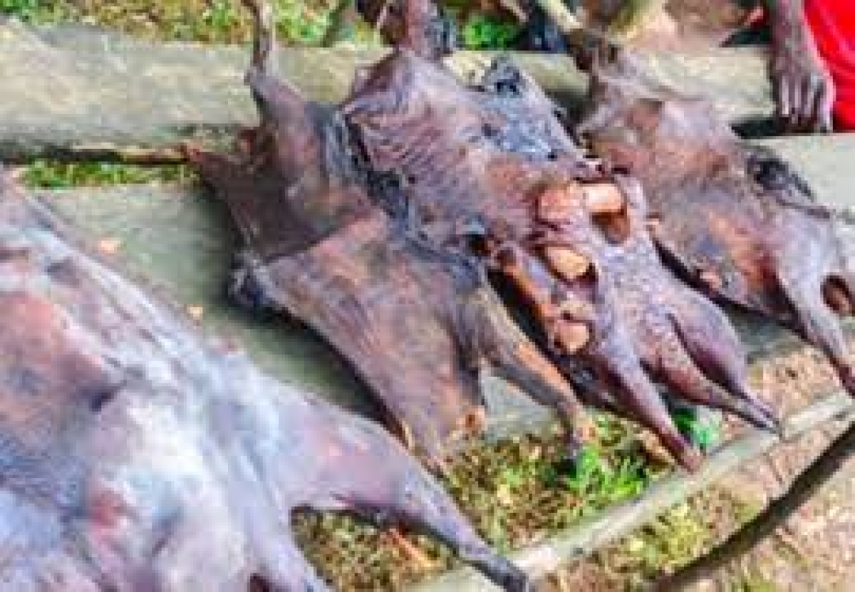 Stay away from bushmeat to prevent monkeypox, NCDC urges Nigerians